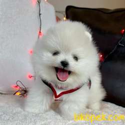 TEDDY BEAR FACE POMERANİAN YAVRULARİMİZ 3