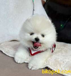 TEDDY BEAR FACE POMERANİAN YAVRULARİMİZ 1
