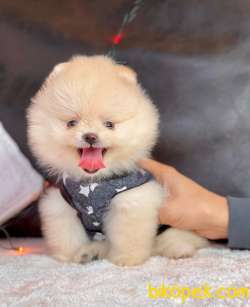 TEDDY BEAR FACE POMERANİAN YAVRULARİMİZ 2