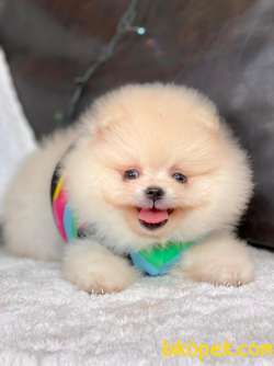 TEDDY BEAR FACE POMERANİAN YAVRULARİMİZ 5
