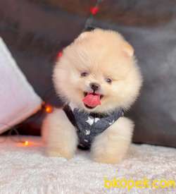 TEDDY BEAR FACE POMERANİAN YAVRULARİMİZ 4