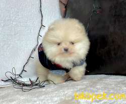 Ayı Surat Pomeranian Boo Yavrularımiz 3