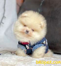 Ayı Surat Pomeranian Boo Yavrularımiz 1