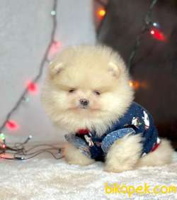 Ayı Surat Pomeranian Boo Yavrularımiz 2