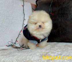 Ayı Surat Pomeranian Boo Yavrularımiz 4