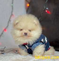 Ayı Surat Pomeranian Boo Yavrularımiz 5