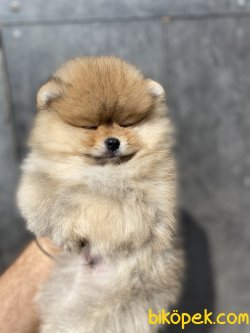 TEDDY BEAR FACE SECERELİ BOO BEBEKLER 1
