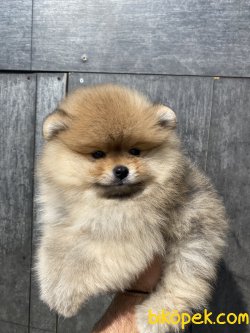 TEDDY BEAR FACE SECERELİ BOO BEBEKLER 2