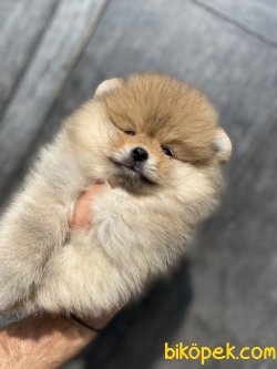 TEDDY BEAR FACE SECERELİ BOO BEBEKLER 3