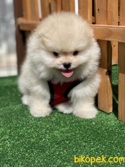 TEDDY BEAR FACE SECERELİ POMERANİAN BOO YAVRULARI 2