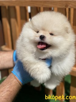 TEDDY BEAR FACE SECERELİ POMERANİAN BOO YAVRULARI 4