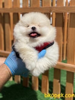 TEDDY BEAR FACE SECERELİ POMERANİAN BOO YAVRULARI 5