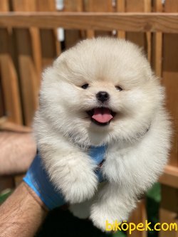 TEDDY BEAR FACE SECERELİ POMERANİAN BOO YAVRULARI 1