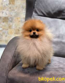 Teddy Bear Face Yavrumuz 2