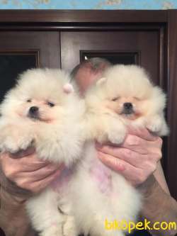 Teddy Bear Fci Secereli Tattolu Pomeranian Boo 1