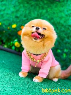 TEDDY BEAR  FUFU 4