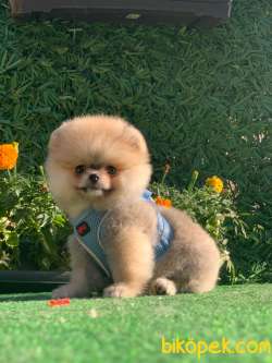 TEDDY BEAR  FUNFYY 3