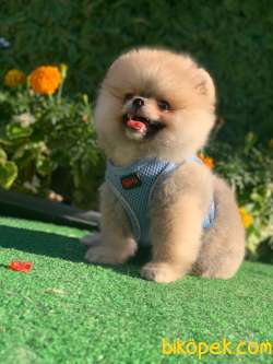 TEDDY BEAR  FUNFYY 1