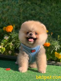 TEDDY BEAR  FUNFYY 2