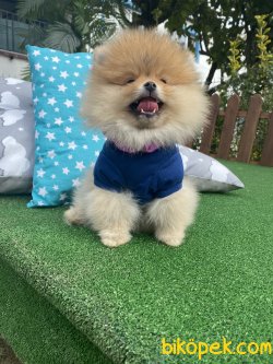 Teddy Bear Irk Beşgleli Ayı Surat Garantili 2
