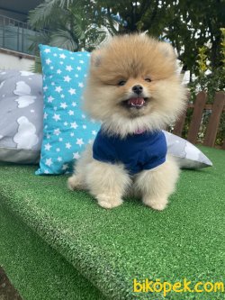Teddy Bear Irk Beşgleli Ayı Surat Garantili 1