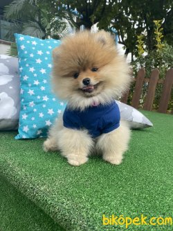 Teddy Bear Irk Beşgleli Ayı Surat Garantili 3