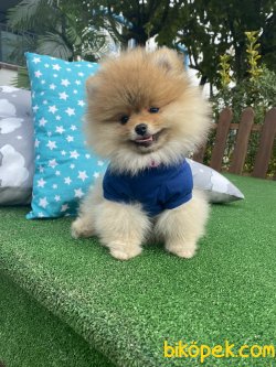 Teddy Bear Irk Beşgleli Ayı Surat Garantili 5