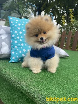 Teddy Bear Irk Beşgleli Ayı Surat Garantili 4