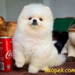 Teddy Bear Kar Beyazı Pomeranian Boo Yavrularımız 5