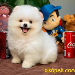 Teddy Bear Kar Beyazı Pomeranian Boo Yavrularımız 1