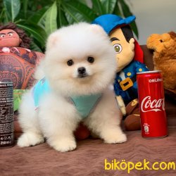 Teddy Bear Kar Beyazı Pomeranian Boo Yavrularımız 3