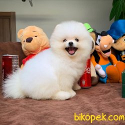 Teddy Bear Kar Beyazı Pomeranian Boo Yavrularımız 2