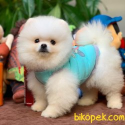 Teddy Bear Kar Beyazı Pomeranian Boo Yavrularımız 4