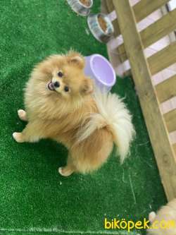 TEDDY BEAR KIZIMIZ 2