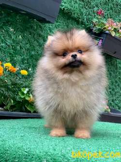 TEDDY BEAR KIZIMIZ LİLİ 2