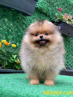 TEDDY BEAR KIZIMIZ LİLİ 3