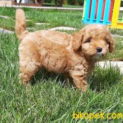 Teddy Bear Maltipo YAVRULARI 5