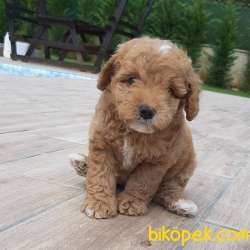 Teddy Bear Maltipo YAVRULARI 1
