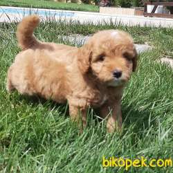 Teddy Bear Maltipo YAVRULARI 4