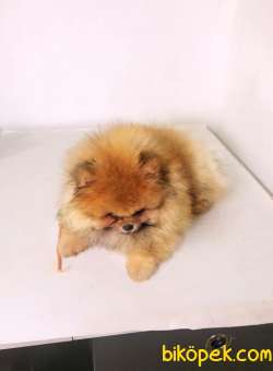 TEDDY BEAR MİNİ BOY DİŞİ POMERANİAN 4