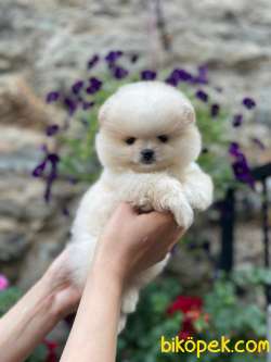 Teddy Bear Minnie Geldi 2
