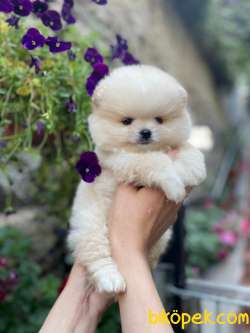 Teddy Bear Minnie Geldi 4