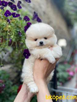 Teddy Bear Minnie Geldi 1