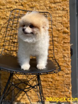 Teddy Bear Oğlumuz 3