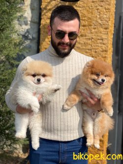 Teddy Bear Oğlumuz 1