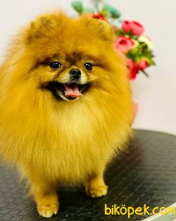 Teddy Bear Pomeranian 2