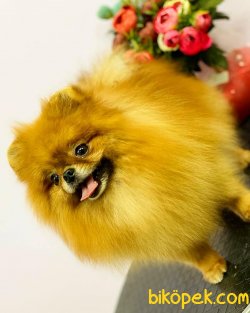Teddy Bear Pomeranian 1