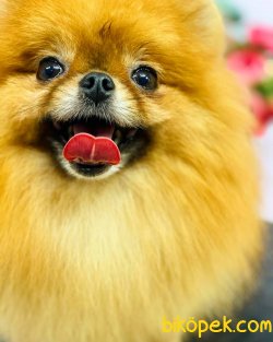 Teddy Bear Pomeranian 3