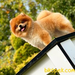 Teddy Bear Pomeranian 3