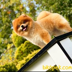 Teddy Bear Pomeranian 1